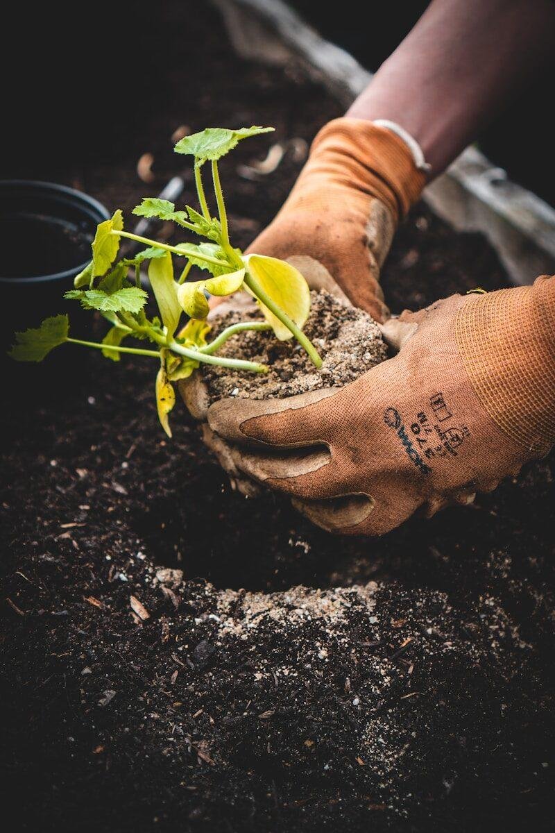 gloved hands planting seedling in soil